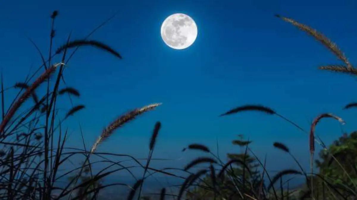 luna y plantas